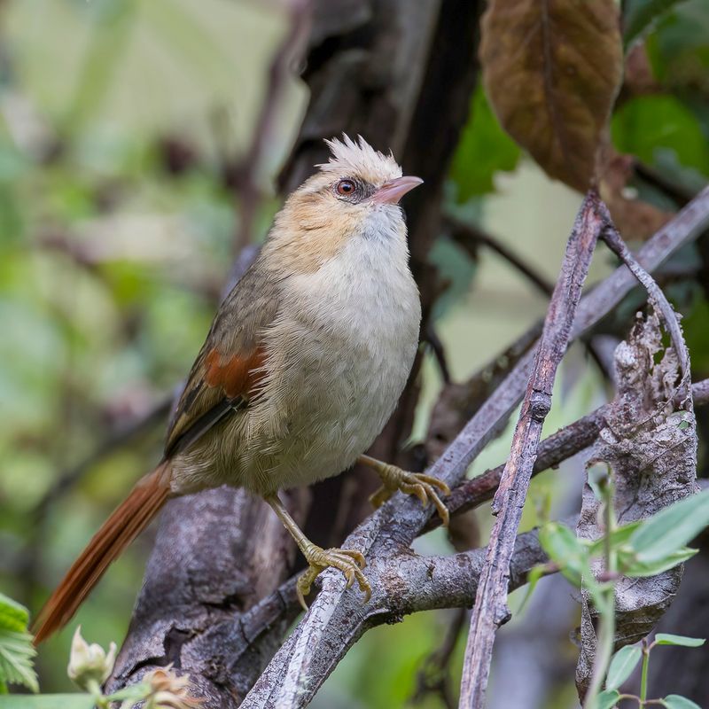 Creamy-crested Spinetail