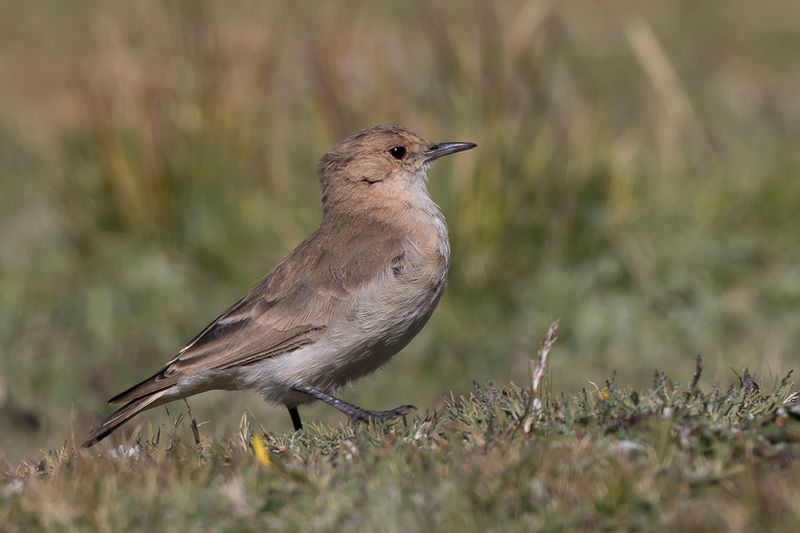 Dark-winged Miner