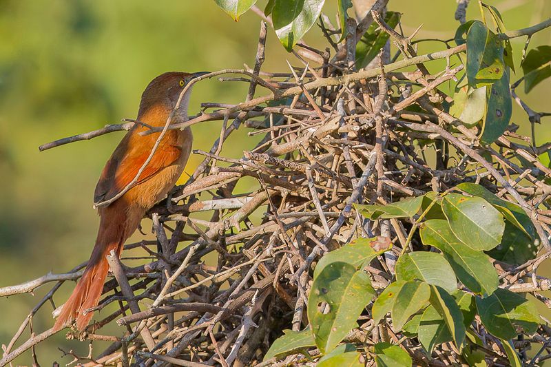 Greater Thornbird