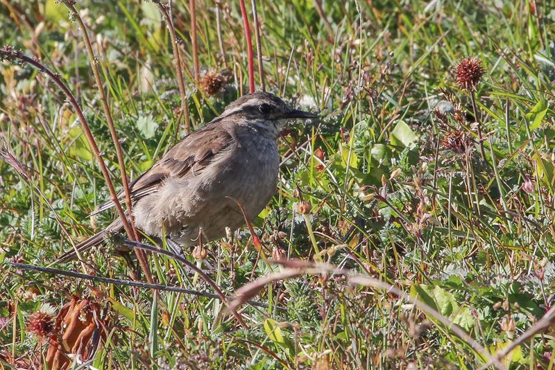 Grey-flanked Cinclodes