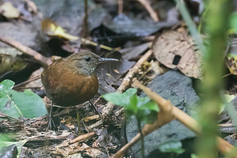 Grey-throated Leaftosser