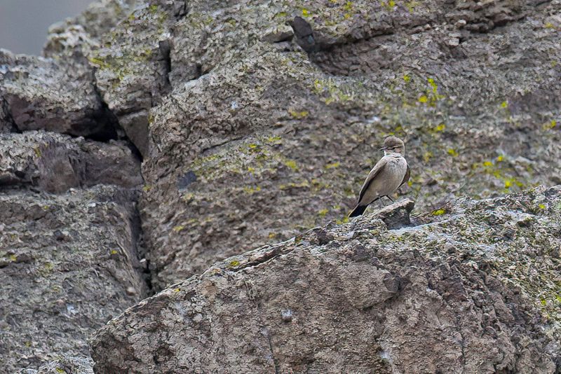 Greyish Miner