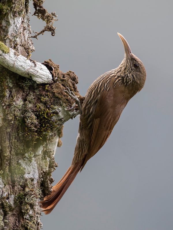 Inambari Woodcreeper