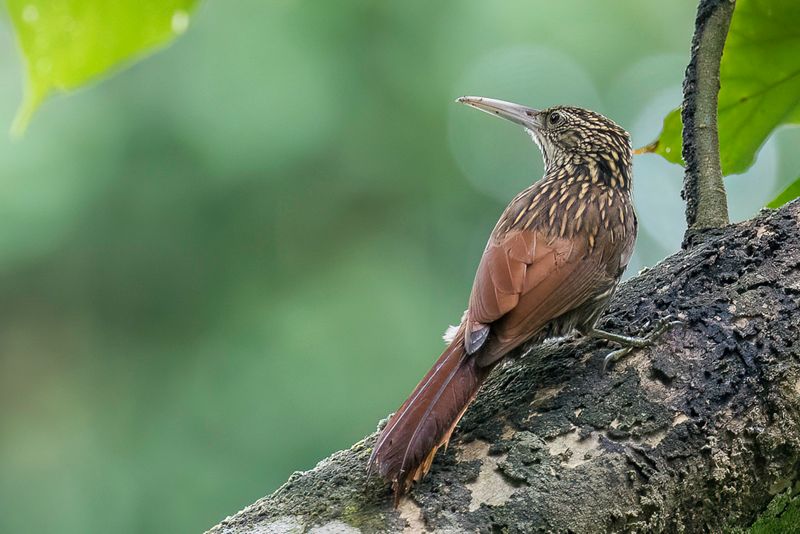 Ivory-billed Woodcreeper