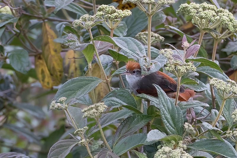 Line-cheeked Spinetail