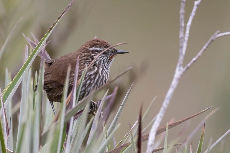 Line-fronted Canastero