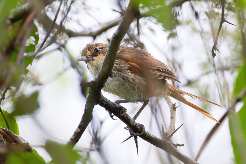 Necklaced Spinetail