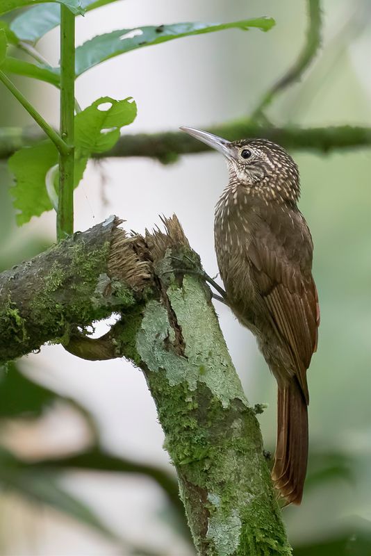 Ocellated Woodcreeper