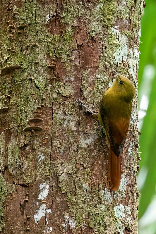 Olivaceous Woodcreeper