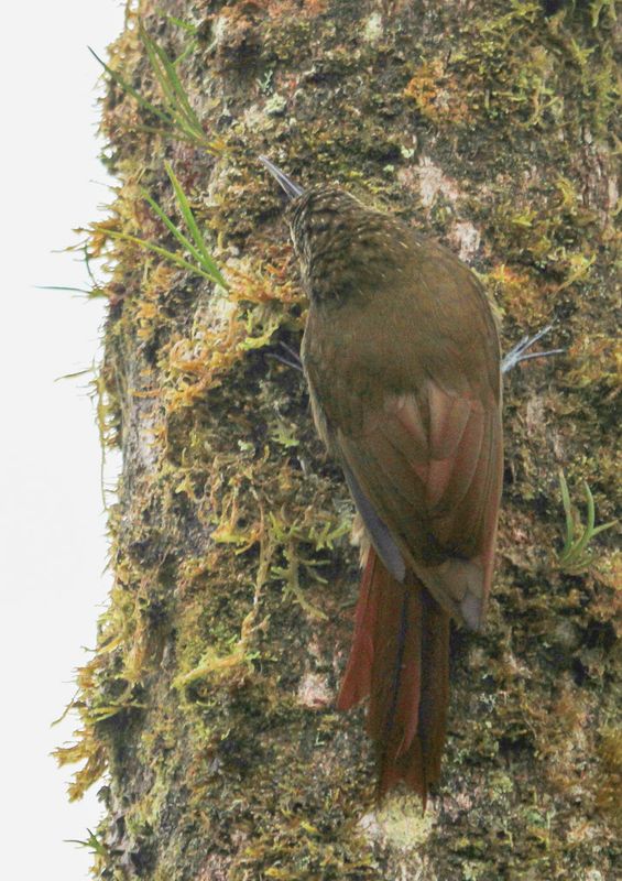 Olive-backed Woodcreeper