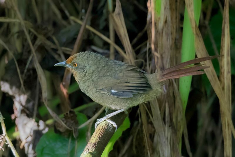Orange-eyed Thornbird