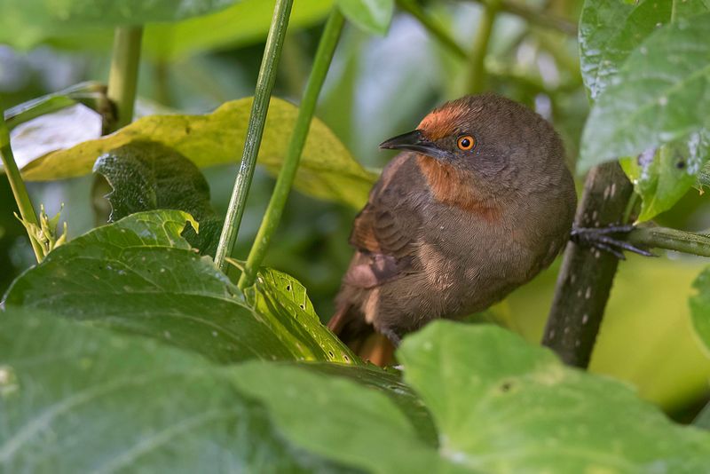 Orange-eyed Thornbird