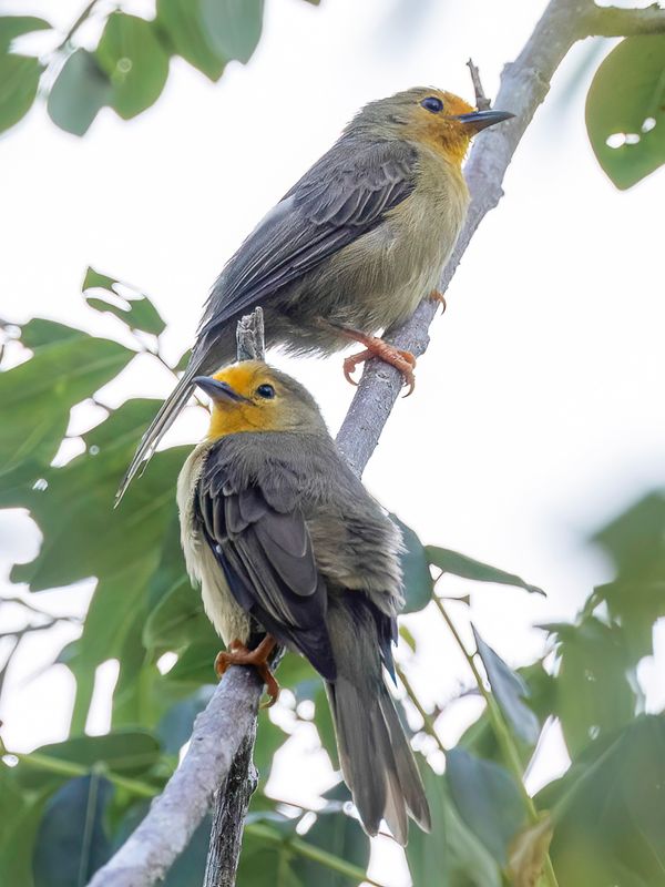 Orange-fronted Plushcrown