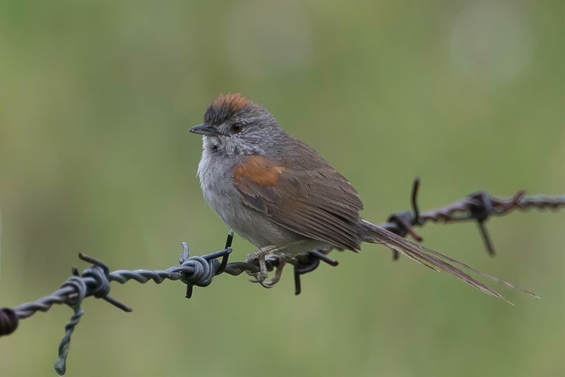 Pale-breasted Spinetail