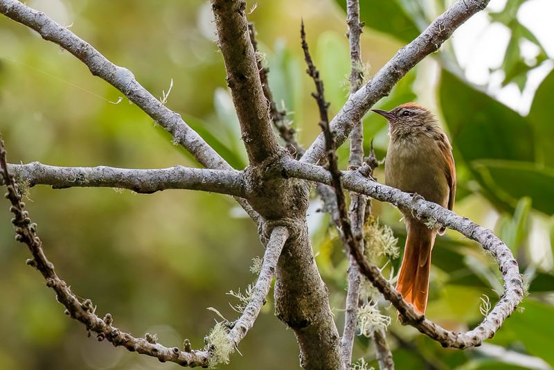 Pallid Spinetail