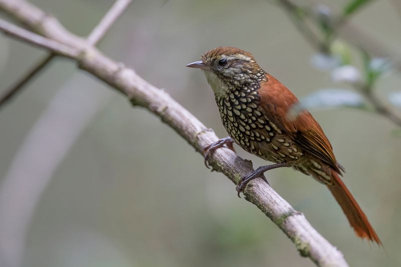 Pearled Treerunner