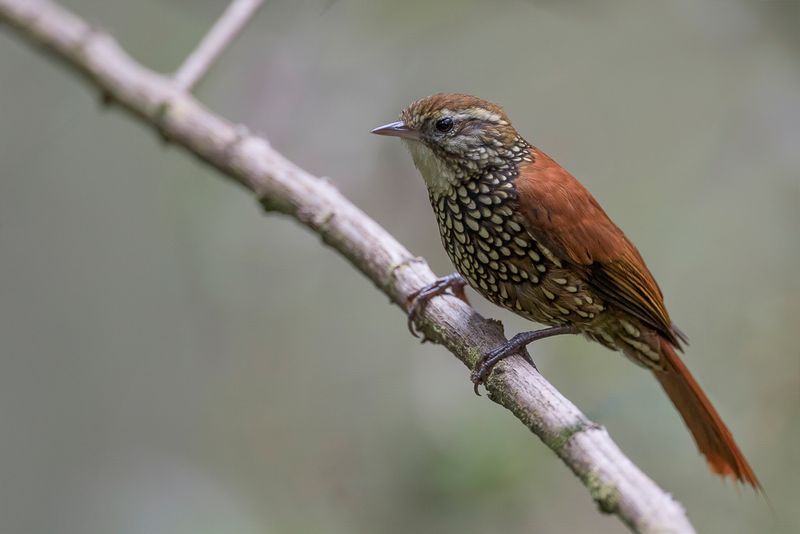 Pearled Treerunner