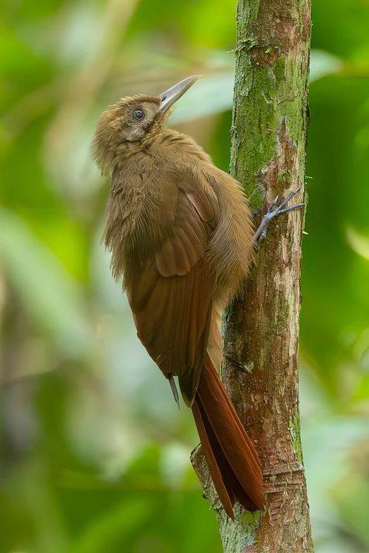 Plain-brown Woodcreeper