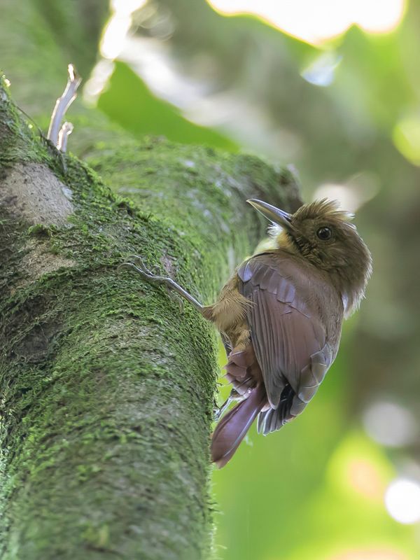 Plain-brown Woodcreeper
