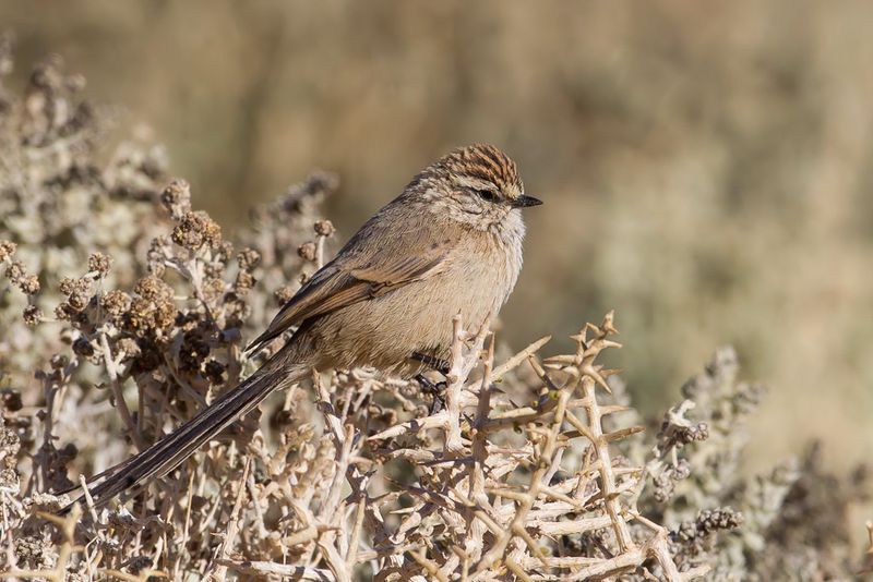 Plain-mantled Tit-Spinetail