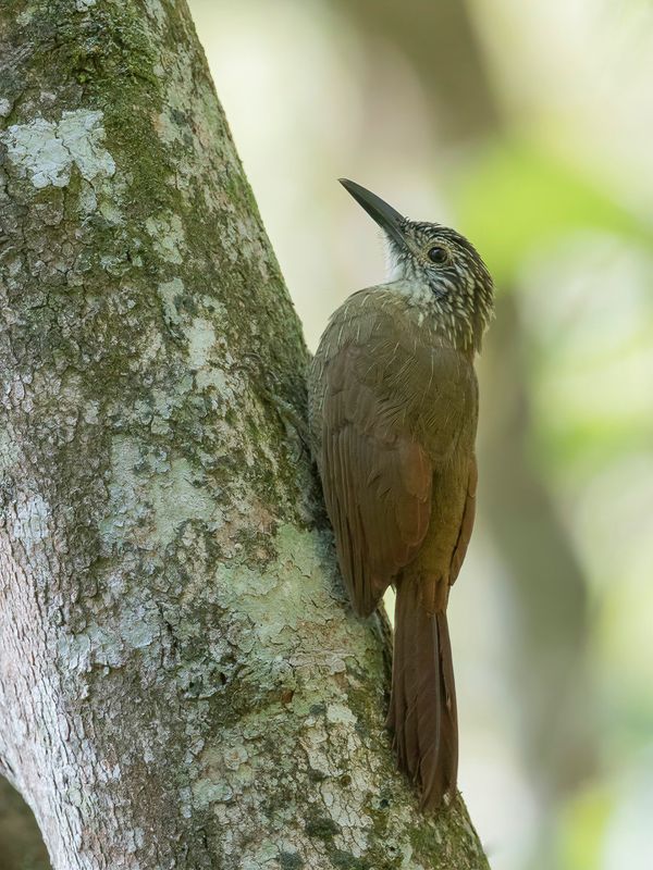 Planalto Woodcreeper