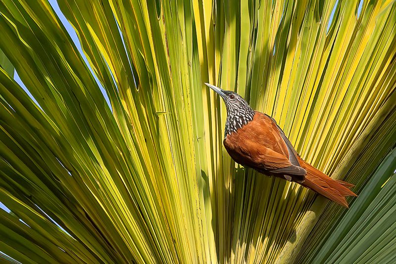 Point-tailed Palmcreeper