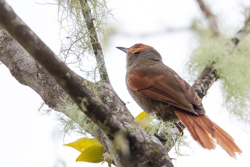 Red-faced Spinetail