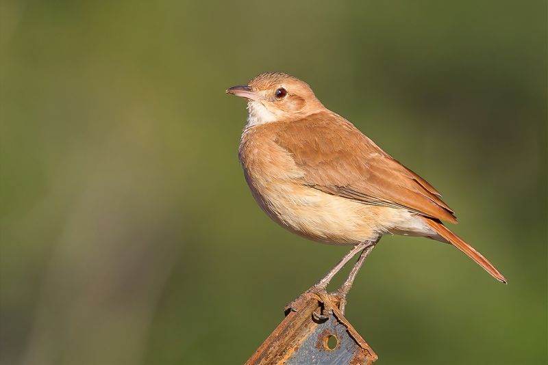 Rufous Hornero 