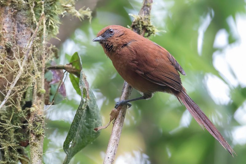 Rufous Spinetail
