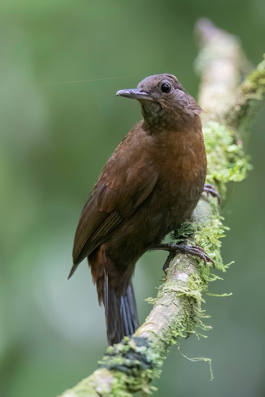 Rufous-breasted Leaftosser