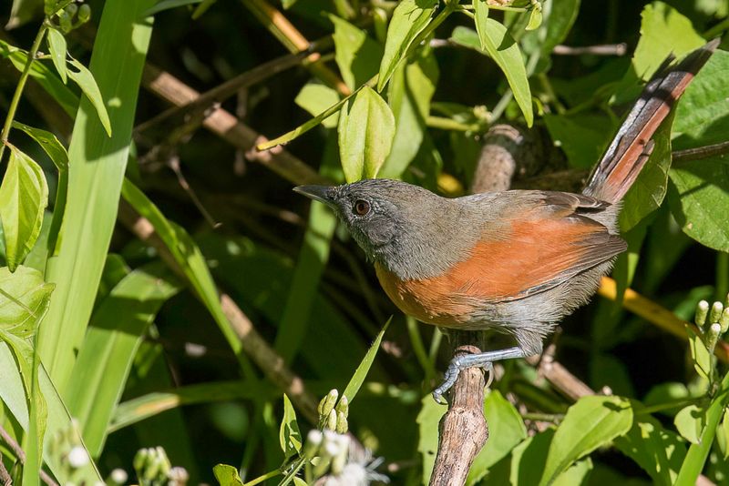 Rufous-breasted Spinetail