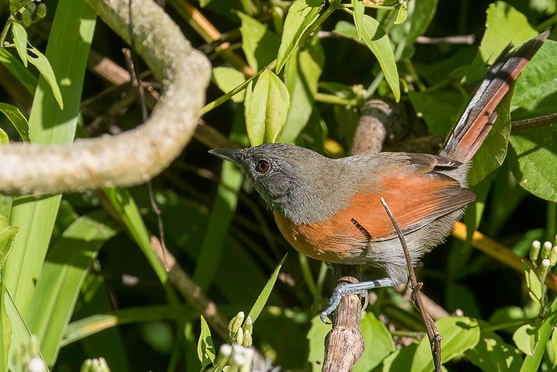 Rufous-breasted Spinetail