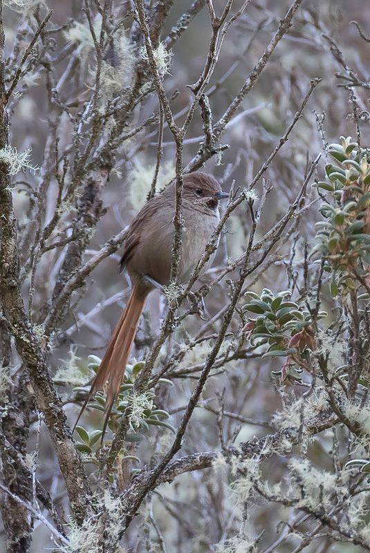 Rusty-fronted Canastero