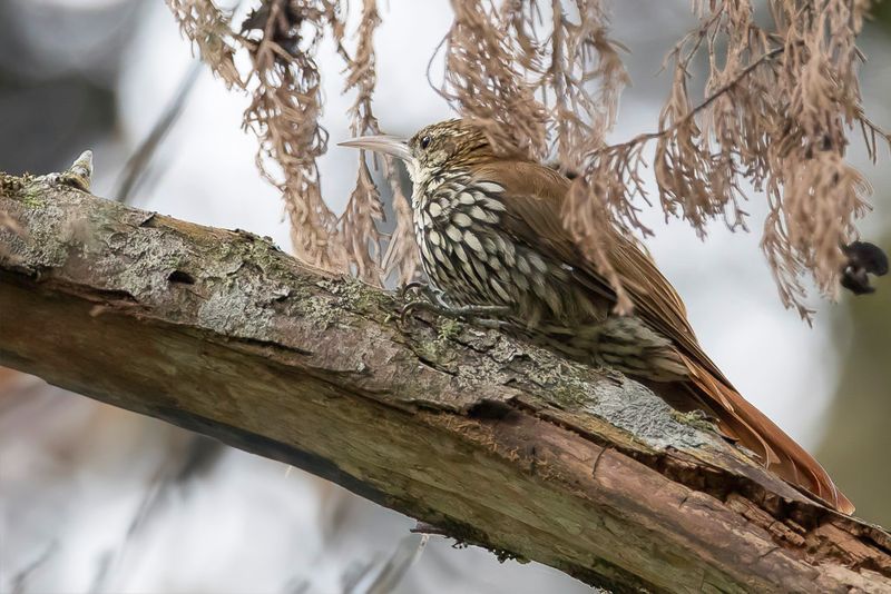Scaled Woodcreeper