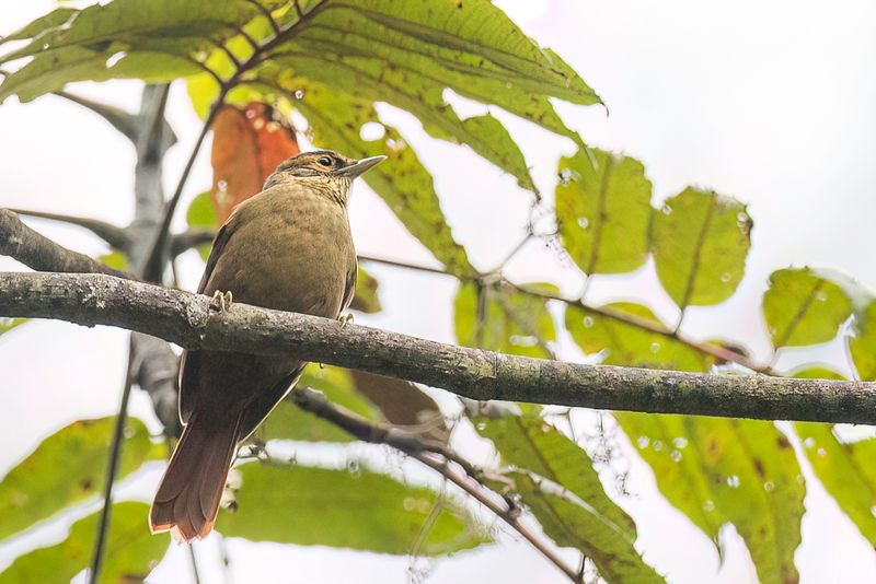Scaly-throated Foliage-gleaner