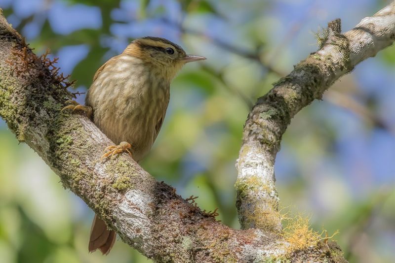 Sharp-billed Treehunter