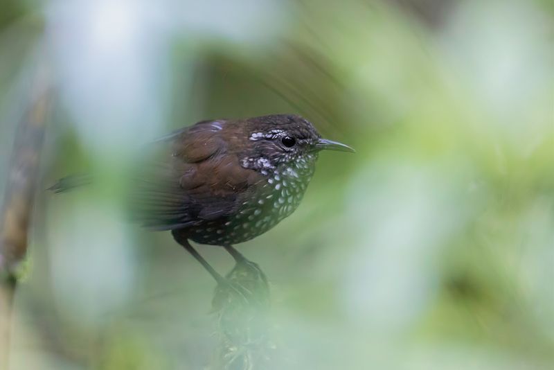 Sharp-tailed Streamcreeper