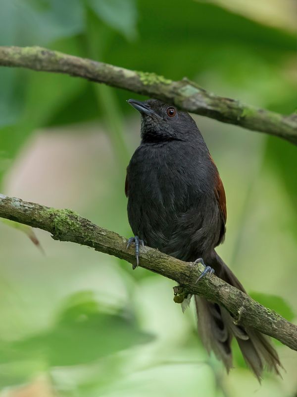 Slaty Spinetail