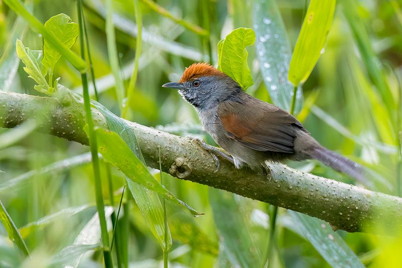 Spix's Spinetail