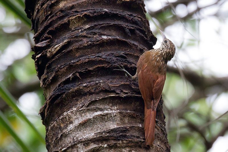 Streak-headed Woodcreeper