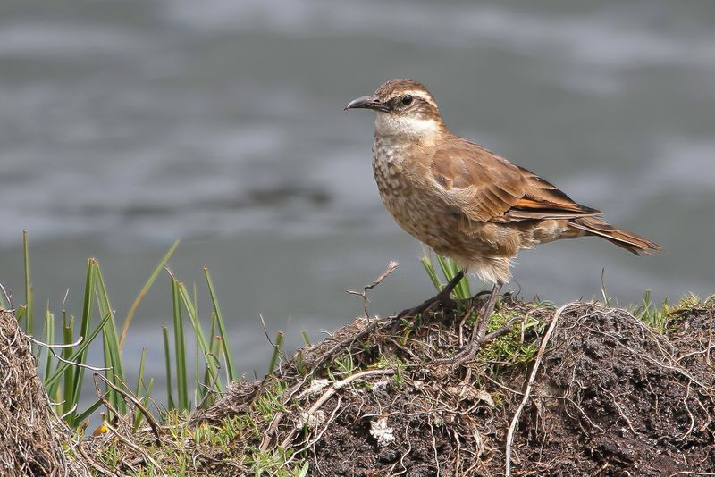 Stout-billed Cinclodes