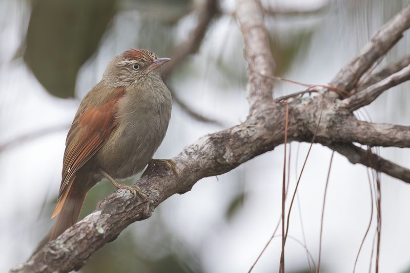 Streak-capped Spinetail