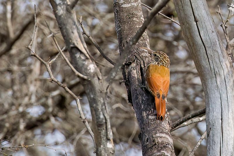 Streak-headed Woodcreeper