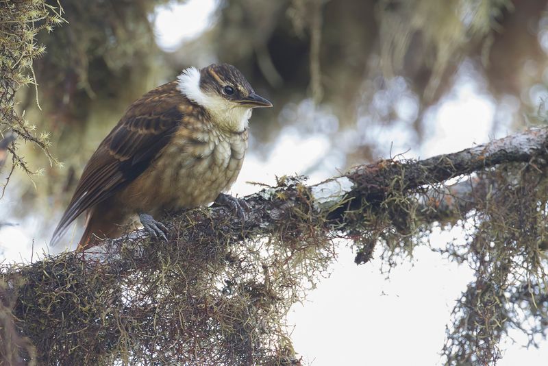 Streaked Tuftedcheek