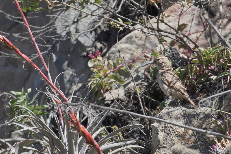 Thick-billed Miner