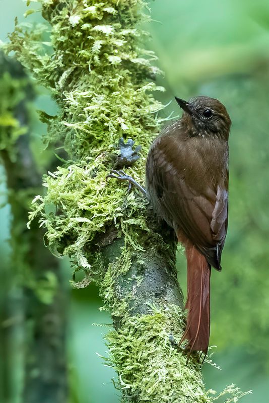 Wedge-billed Woodcreeper