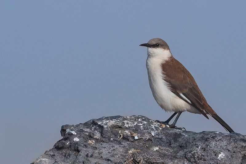 White-bellied Cinclodes