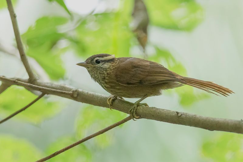White-browed Foliage-Gleaner