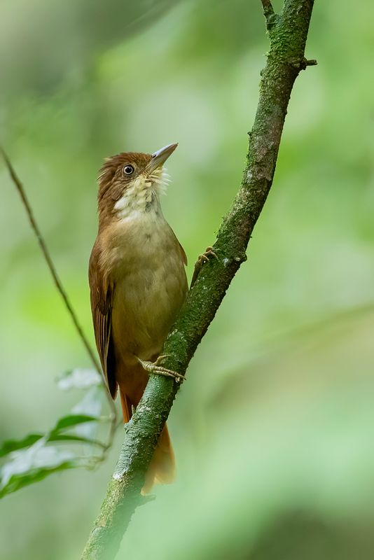 White-eyed Foliage-gleaner