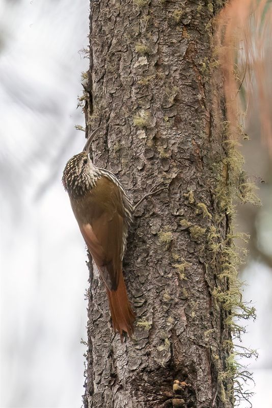 White-striped Woodcreeper